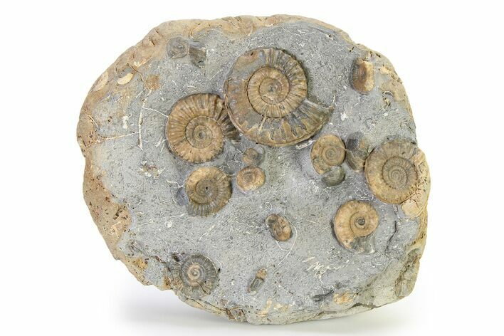 Fossil Ammonite (Arnioceras & Promicroceras) Cluster - England #317002